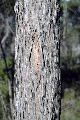 APII jpeg image of Eucalyptus ligustrina  © contact APII