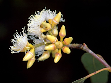 APII jpeg image of Eucalyptus amplifolia subsp. amplifolia  © contact APII