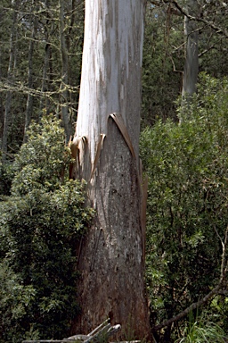 APII jpeg image of Eucalyptus denticulata  © contact APII