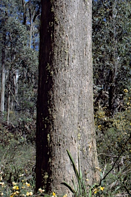 APII jpeg image of Eucalyptus croajingolensis  © contact APII