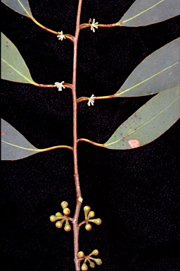 APII jpeg image of Eucalyptus croajingolensis  © contact APII