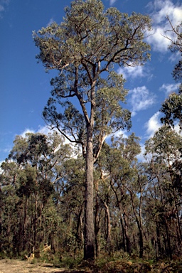 APII jpeg image of Eucalyptus mackintii  © contact APII