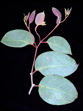 APII jpeg image of Eucalyptus mackintii  © contact APII