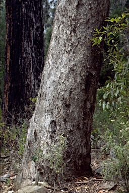 APII jpeg image of Eucalyptus polyanthemos subsp. longior  © contact APII