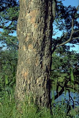 APII jpeg image of Eucalyptus baueriana  © contact APII