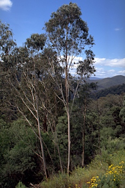 APII jpeg image of Eucalyptus smithii  © contact APII