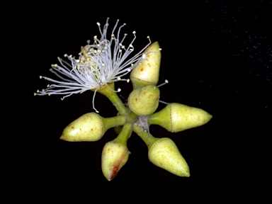 APII jpeg image of Eucalyptus tereticornis subsp. mediana  © contact APII