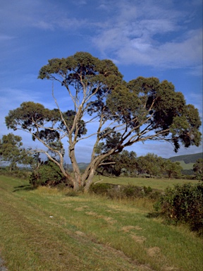 APII jpeg image of Eucalyptus viminalis subsp. pryoriana  © contact APII