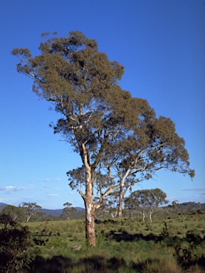 APII jpeg image of Eucalyptus rubida subsp. rubida  © contact APII