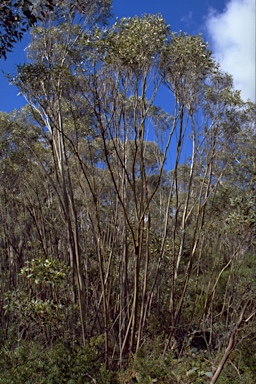 APII jpeg image of Eucalyptus kybeanensis  © contact APII