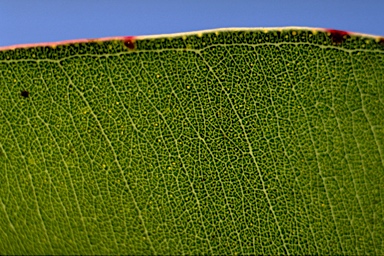 APII jpeg image of Eucalyptus scias  © contact APII