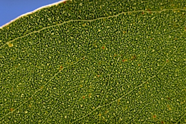 APII jpeg image of Eucalyptus polyanthemos subsp. longior  © contact APII