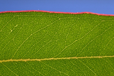 APII jpeg image of Eucalyptus cinerea subsp. cinerea  © contact APII