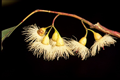 APII jpeg image of Eucalyptus sideroxylon  © contact APII