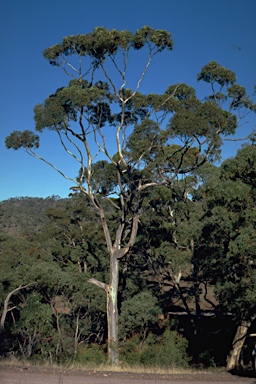 APII jpeg image of Eucalyptus cladocalyx  © contact APII