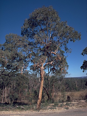 APII jpeg image of Corymbia eximia  © contact APII