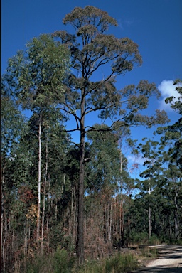 APII jpeg image of Eucalyptus fusiformis  © contact APII