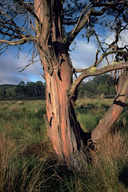 APII jpeg image of Eucalyptus parvula  © contact APII