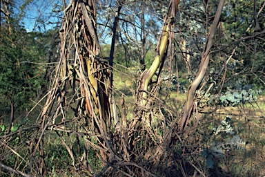 APII jpeg image of Eucalyptus pulverulenta  © contact APII