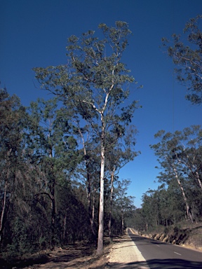 APII jpeg image of Eucalyptus punctata  © contact APII