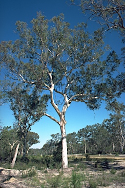 APII jpeg image of Eucalyptus racemosa  © contact APII