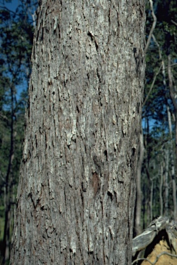 APII jpeg image of Eucalyptus resinifera  © contact APII