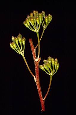 APII jpeg image of Eucalyptus stenostoma  © contact APII