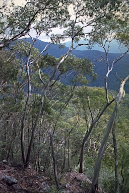 APII jpeg image of Eucalyptus baeuerlenii  © contact APII