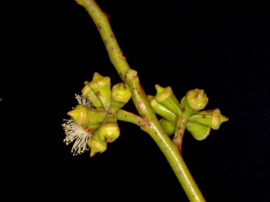 APII jpeg image of Eucalyptus globulus subsp. maidenii  © contact APII