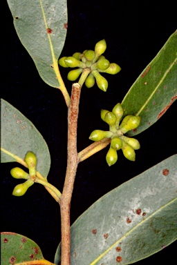 APII jpeg image of Eucalyptus eugenioides  © contact APII