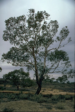 APII jpeg image of Eucalyptus gillii  © contact APII