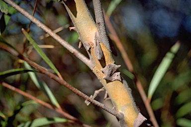 APII jpeg image of Eucalyptus cunninghamii  © contact APII