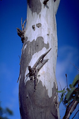 APII jpeg image of Eucalyptus mannifera subsp. gullickii  © contact APII