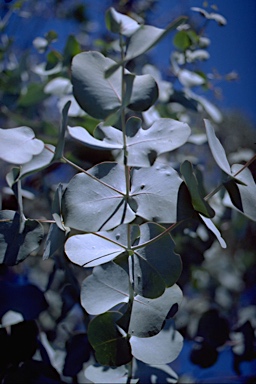 APII jpeg image of Eucalyptus canobolensis  © contact APII