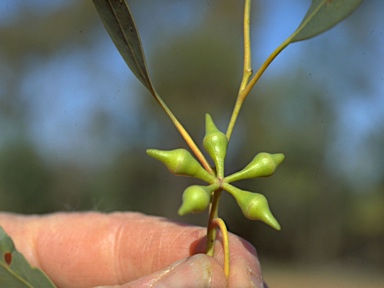 APII jpeg image of Eucalyptus dwyeri  © contact APII