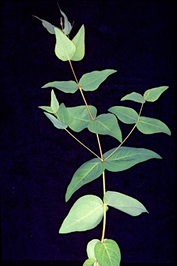 APII jpeg image of Eucalyptus leucoxylon subsp. leucoxylon  © contact APII