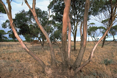 APII jpeg image of Eucalyptus leptophylla  © contact APII