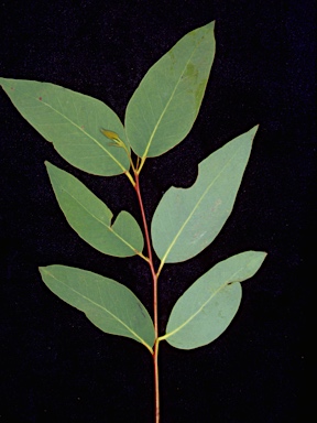 APII jpeg image of Eucalyptus piperita  © contact APII