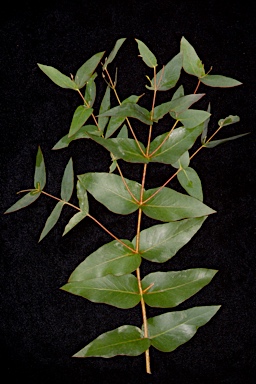 APII jpeg image of Eucalyptus macarthurii  © contact APII