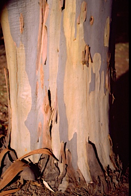 APII jpeg image of Eucalyptus saligna  © contact APII