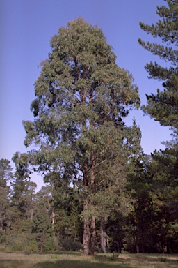 APII jpeg image of Eucalyptus macarthurii  © contact APII