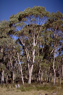 APII jpeg image of Eucalyptus pauciflora subsp. pauciflora  © contact APII