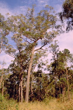 APII jpeg image of Eucalyptus baileyana  © contact APII