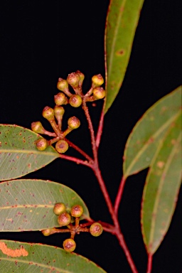 APII jpeg image of Eucalyptus baileyana  © contact APII