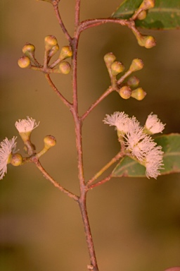 APII jpeg image of Eucalyptus baileyana  © contact APII