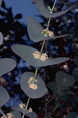 APII jpeg image of Eucalyptus perriniana  © contact APII