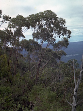 APII jpeg image of Eucalyptus imlayensis  © contact APII