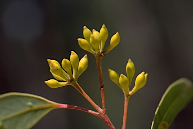 APII jpeg image of Eucalyptus apothalassica  © contact APII