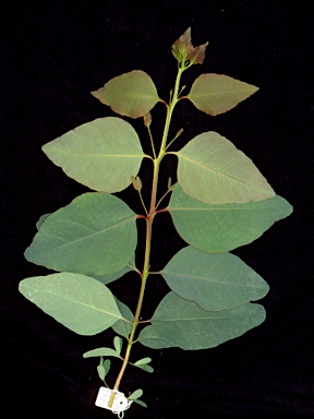 APII jpeg image of Eucalyptus tereticornis subsp. mediana  © contact APII