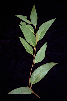 APII jpeg image of Eucalyptus triflora  © contact APII